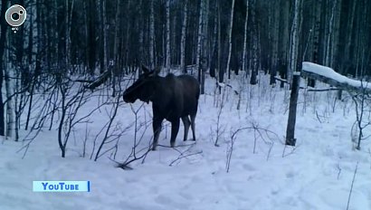 Генератор случайных чисел распределил разрешения на охоту в Новосибирской области
