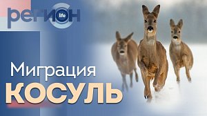 Регион LIFE | Миграция косуль | ОТС LIVE — прямая трансляция