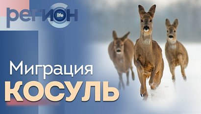 Регион LIFE | Миграция косуль | ОТС LIVE — прямая трансляция