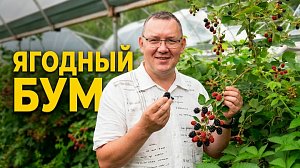 В Новосибирской области начали собирать смородину и ежевику
