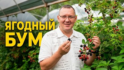 В Новосибирской области начали собирать смородину и ежевику