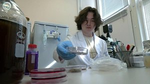 Новосибирские учёные создали бионапиток из бурых водорослей Белого моря