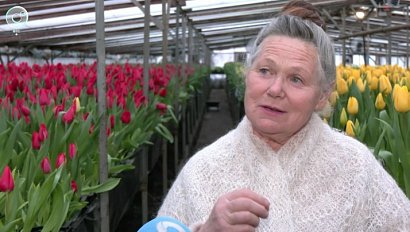 В новосибирских теплицах срезают тюльпаны к 8 Марта