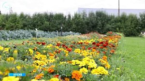 Новосибирск готовится к летнему сезону с новыми цветниками и узорами