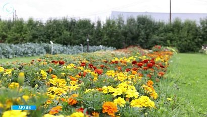 Новосибирск готовится к летнему сезону с новыми цветниками и узорами