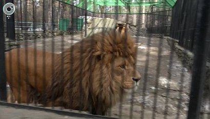 В Новосибирском зоопарке умер лев Самсон