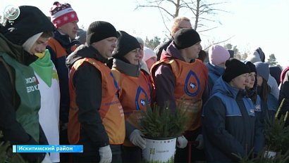 В Искитимском районе высадили пять тысяч саженцев