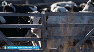 Опасные соседи: бешенство в Новосибирской области