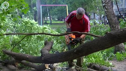 Нависшая опасность. Почему новосибирцам самостоятельно приходится пилить аварийные деревья?