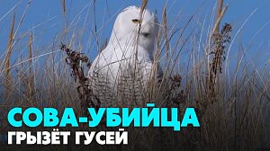 Сова-убийца ополчилась на гусей в Новосибирской области | Главные новости дня