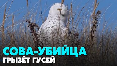 Сова-убийца ополчилась на гусей в Новосибирской области | Главные новости дня