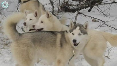 НОВОСТИ УТРА: 15 февраля 2019