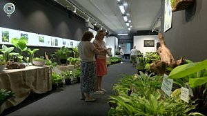 Выставка хост в Новосибирске собрала более 500 видов растений