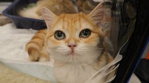 Фестиваль кошек в Новосибирске