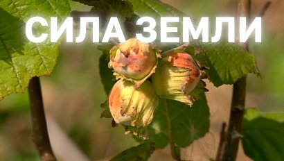 Программа "СИЛА ЗЕМЛИ" | 25 сентября 2025 | Телеканал ОТС