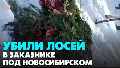 Останки убитых лосей нашли на границе Кемеровской и Новосибирской областей | Главные новости дня