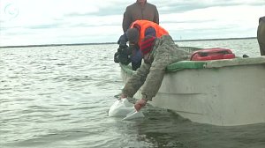 Четыре миллиона особей пеляди выпустили в одно из озёр Новосибирской области