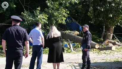 Огромное дерево упало на автобусную остановку в Новосибирске