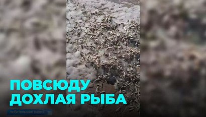 Массовый замор рыбы произошёл на Новосибирском водохранилище