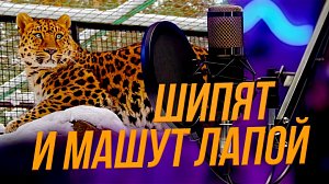 Работа в зоопарке: почему нельзя бояться диких зверей? | Подкаст на ОТС — 11 ноября