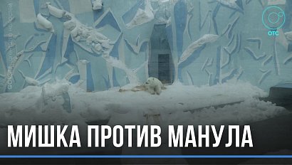 Талисман новогодней столицы выбирают в Новосибирске: за первенство бьются белый медвежонок и манул