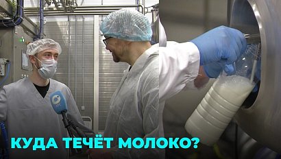 От коровы до полки в магазине: как молоко попадает в наши холодильники