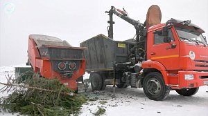 Новосибирцы могут подарить новогодним деревьям вторую жизнь