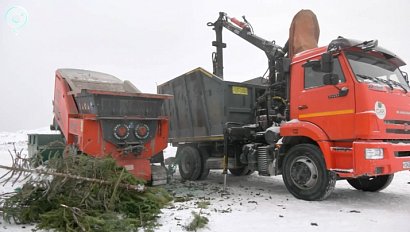 Новосибирцы могут подарить новогодним деревьям вторую жизнь