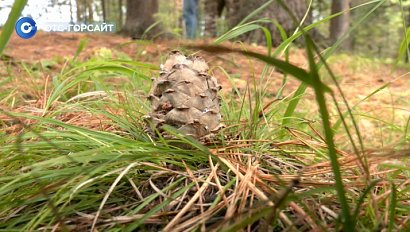 Секреты кедрового урожая: как собирают шишки в Новосибирской области