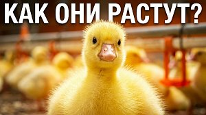 Как в Карасуке выращивают утят и гусят?
