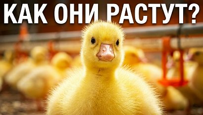 Как в Карасуке выращивают утят и гусят?