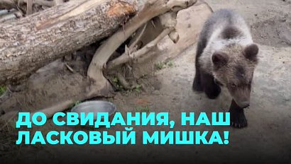 Кто позаботится о мишке, который потерялся на трассе в Новосибирской области