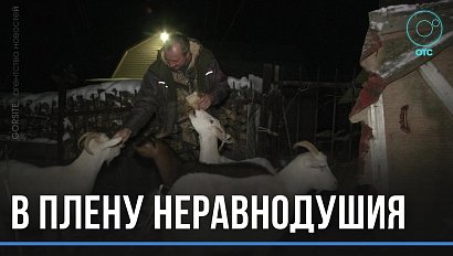 Животные голодают: фермер бросил коз на произвол судьбы