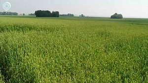 В Новосибирской области завершают посевную кампанию