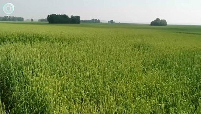 В Новосибирской области завершают посевную кампанию