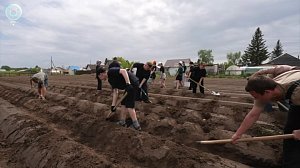 Школьники из Ордынского района выращивают картофель для конкурса