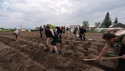 Школьники из Ордынского района выращивают картофель для конкурса
