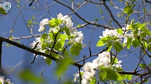 В Госдуме предложили оплачиваемый отпуск для аллергиков в сезон цветения