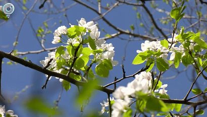 В Госдуме предложили оплачиваемый отпуск для аллергиков в сезон цветения