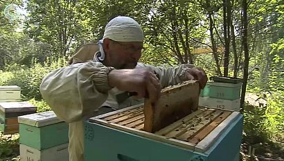 Пасечники считают убытки. В чём причина массовой гибели пчёл в Новосибирском районе?