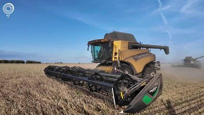 Урожай зерновых в Новосибирской области: что ждать от осенней кампании