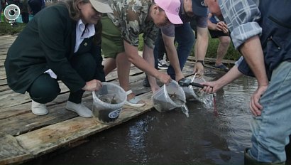 В Новосибирском водохранилище впервые за десятилетия восполняют популяцию сазана
