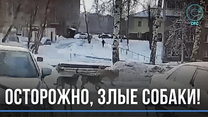 Едва не разорвали девятилетнюю девочку бродячие собаки в Новосибирске