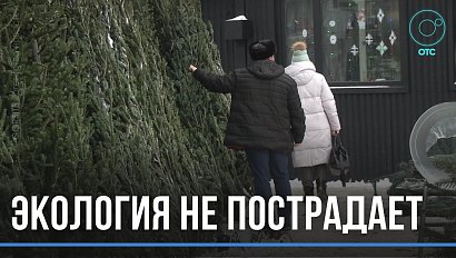 Сколько стоят ёлки, и есть ли в Новосибирске нелегальные деревья: ответы знают в минприроды