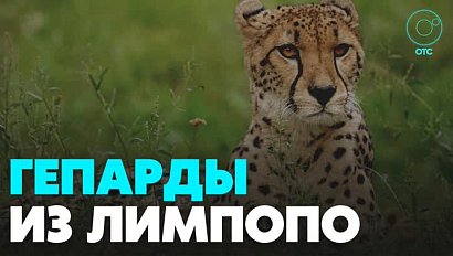 Гепардов из Южной Африки привезли в Новосибирск