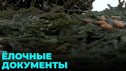 Законно ли продают ёлки на новогодних базарах в Новосибирске?