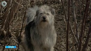 В Новосибирске обсуждают увеличение штрафов за самовыгул собак