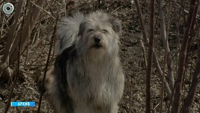 В Новосибирске обсуждают увеличение штрафов за самовыгул собак