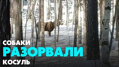 Бродячие псы нападают на косуль в Новосибирской области | Главные новости дня