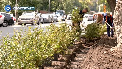 Живая изгородь против незаконной парковки